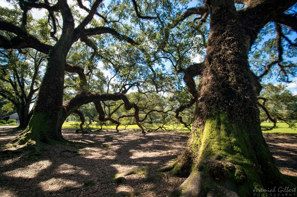 oak_alley
